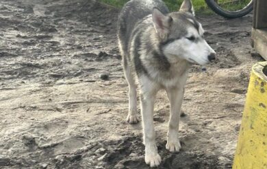 На Черкащині для хаскі, яку викинули, за годину знайшли господаря